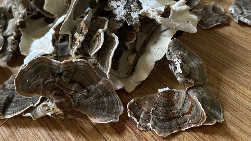 photo of turkey tail mushroom