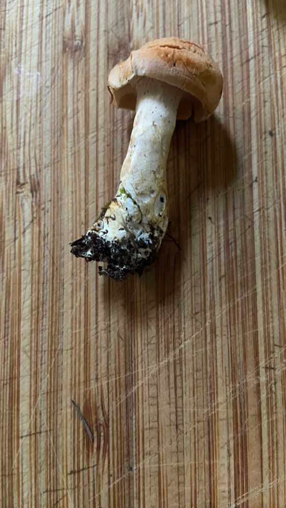 photo of hedgehog mushroom