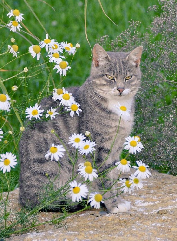 Junge grau getigerte Katze hinter  Margeritenblumen sitzend.