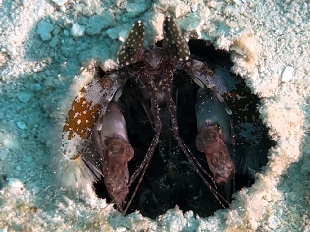 A big shrimp in its hole in the white sand, looking out at you. 