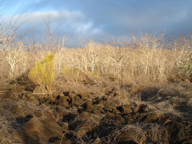 Big brown rocks in the foreground, a strip of seemingly dead white trees beyond. Foreboding clouds in the still-sunny sky. 