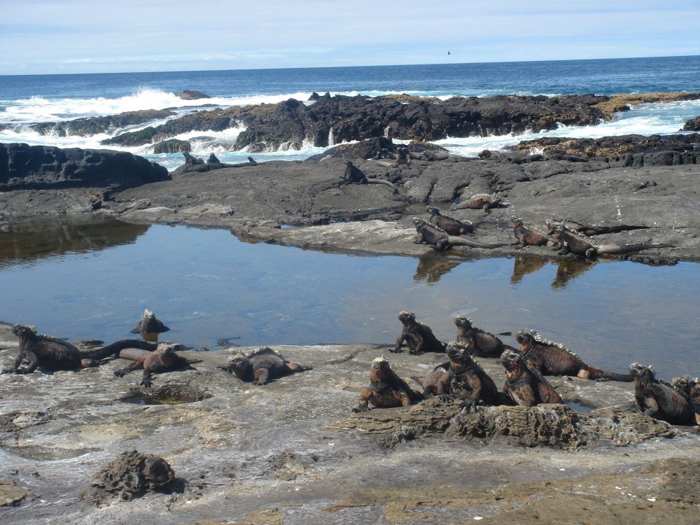 20 or so marine iguanas dotted around a tidal pool on a rocky beach, sunning themselves. Blue sea and waves breaking in the back, clouds in the sky. 
