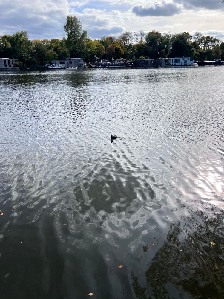View across a river. Houseboats anchored on the other side, tree lining the water. A moorhen floating front and centre. Clouds in the sky. 