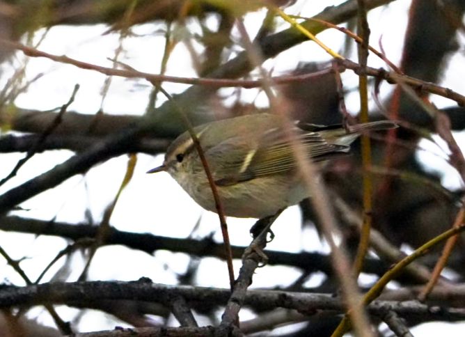 Foto via waarneming.nl van een Humes bladkoning: kleine zanger met lichte oogstreep en een lichte dwarsstreep op vleugel