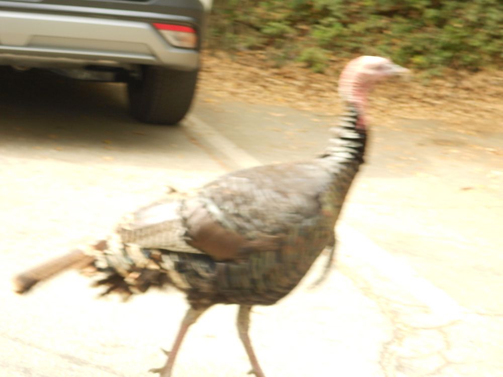 The same bird but blurrier and brighter. They appear to be on the move. 