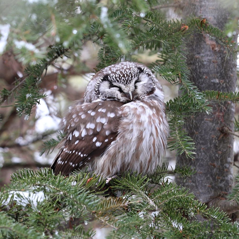 A Boreal Owl at rest. 