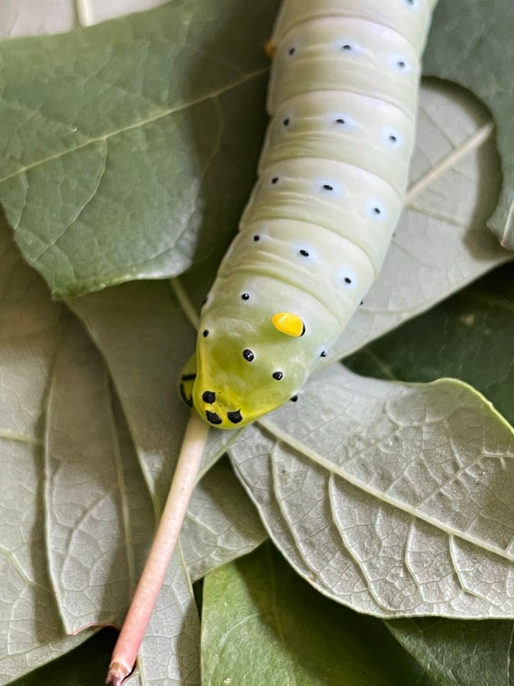 A fifth instar Promethea caterpillar on sassafras leaves. The camera is focused on its posterior, where a pattern of 3 black marks looks like a cartoon face.