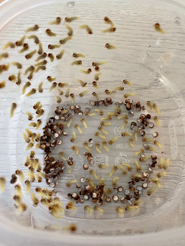 The view inside of a small tupperware container full of Polyphemus moth eggs and newly hatched caterpillars. There are many. The eggs are cream colored ovals with a thick brown band and are tiny! roughly 3 mm. There are also little green caterpillars with brown faces crawling out of the eggs and up the side of the container.