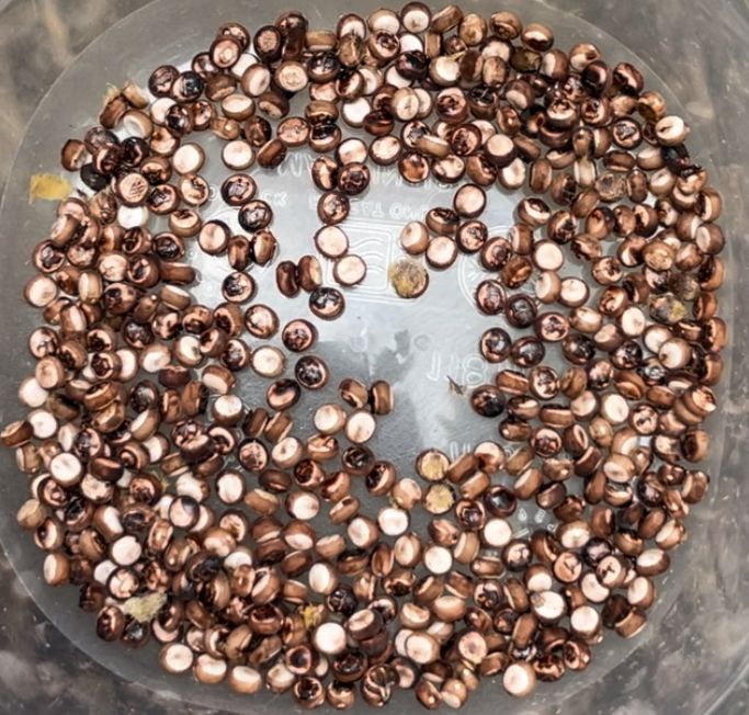 A small tupperware container full of Polyphemus moth eggs. These were laid by 2 females. I haven’t counted them but there are definitely over 100. The females are only held for egg collection for one night, and are then released into the wild to continue laying and finish their life cycle. I raise a subset of the eggs to pupation, and the rest are released as 2nd or 3rd instars in my unofficial “head start” program (I raise moths for science but also as a hobby, these are hobby eggs). The eggs are small (~3mm), oval, and cream with a thick brown band. Dark splotching on the eggs in this photo comes from the adhesive the female uses to attach them to plants when she lays them.