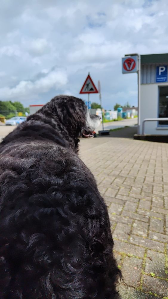 Schwarzer Hund vor Tierarzt Praxis
