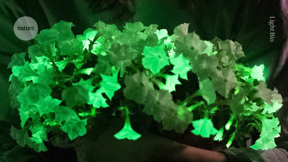 Glow way! Bioluminescent houseplant hits US market for first time