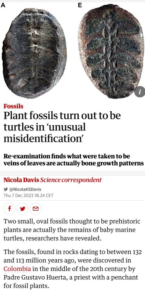 Article from Guardian.com titled "Plant fossils turn out to be turtles in ‘unusual misidentification’"
The text starts with
Re-examination finds what were taken to be veins of leaves are actually bone growth patterns.
Two small, oval fossils thought to be prehistoric plants are actually the remains of baby marine turtles, researchers have revealed.

The fossils, found in rocks dating to between 132 and 113 million years ago, were discovered in Colombia in the middle of the 20th century by Padre Gustavo Huerta, a priest with a penchant for fossil plants.