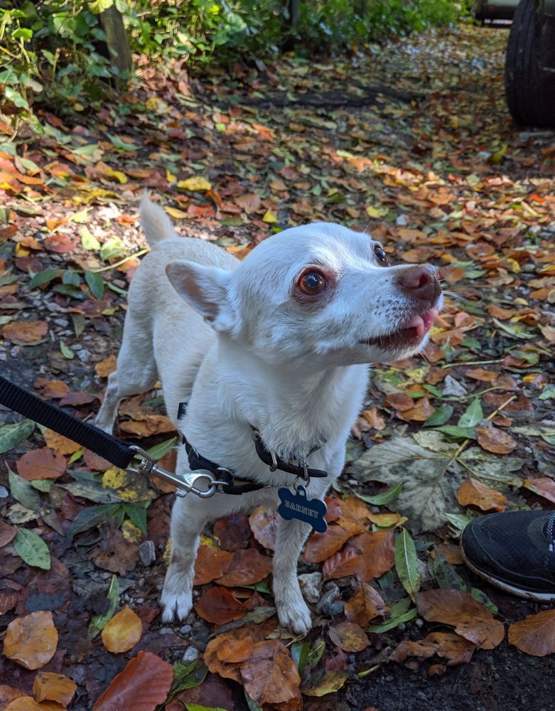 Barney the Chihuahua in a field of leaves