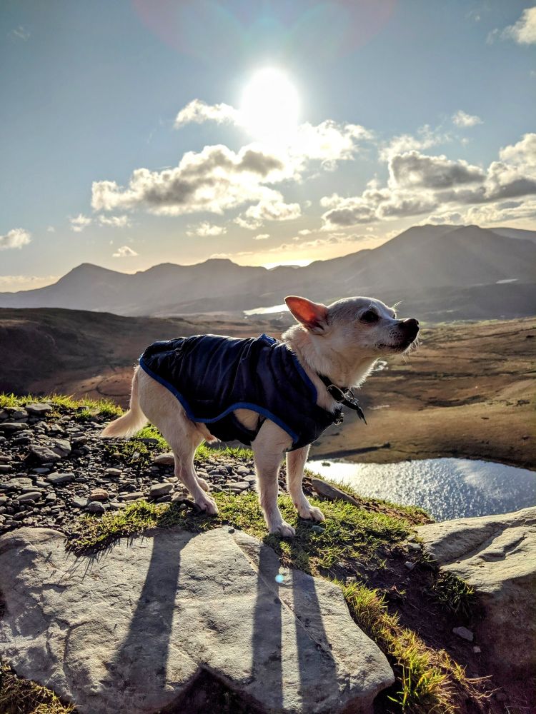 Barney the Chihuahua climbing Mt Snowden in Wales 