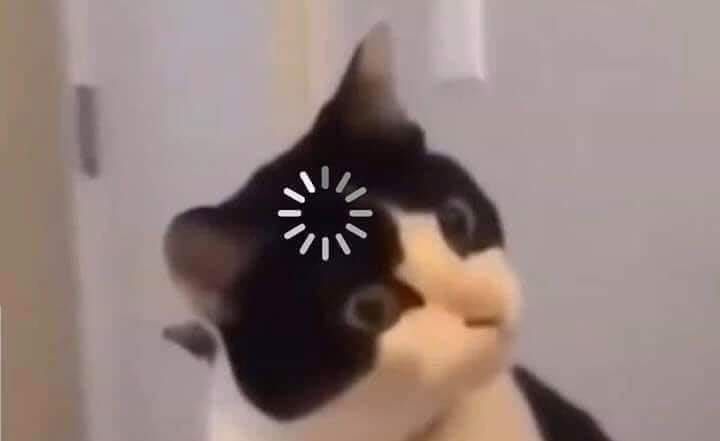 gato com olho parado e ícone de "carregando" na cabeça 