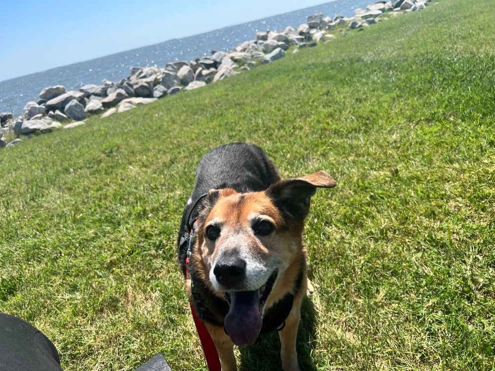 Old girl enjoying a sunny walk next to the Chesapeake Bay. 