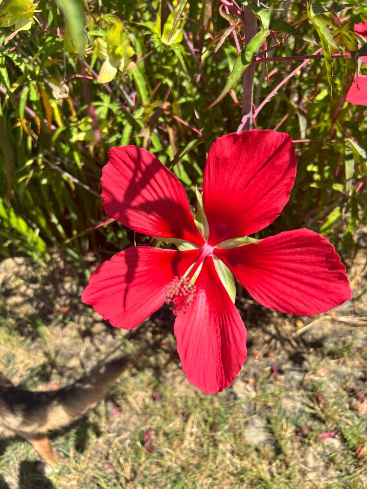 Bright red hyacinth grows next to Chesapeake Bay 