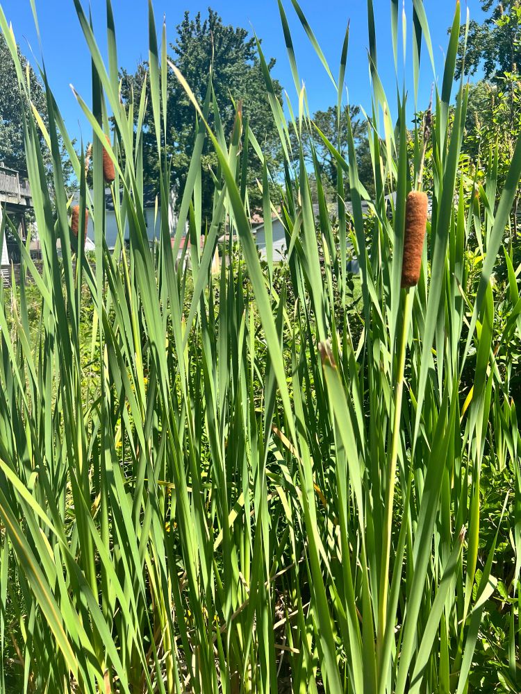 Wild growing cattails next to Chesapeake Bay 