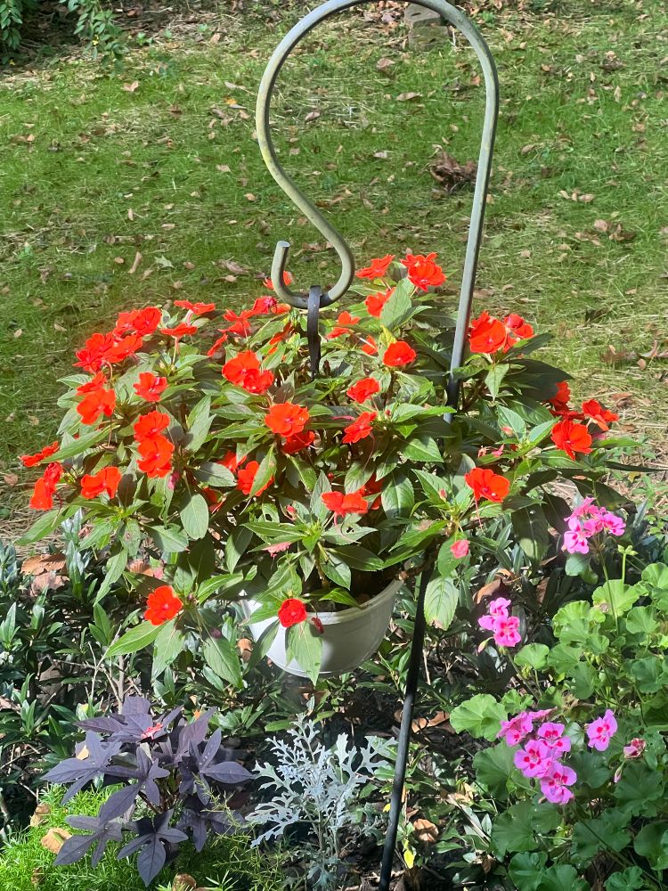 Beautiful orange impatiens and pink geraniums still blooming in October 