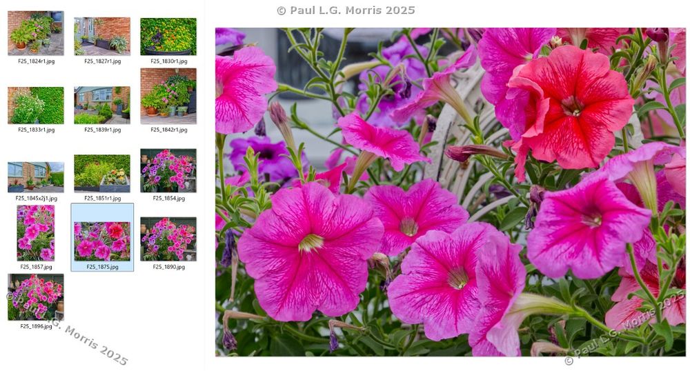 #imagedump of all the processed photos