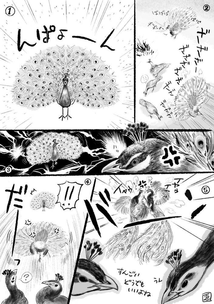 ①クジャクの雄が飾羽を広げてアピールします。
②①のクジャクオスがメスを口説いていると、奥でもう一羽の雄が飾羽を展開。
③①の雄がそれに気づいて…
④飾羽を広げたままでライバルのオスの方へ走って行き、
⑤オスのクジャクどうしの戦いが始まりますが、メスたちは知らん顔。

① A male peacock spreads his ornamental feathers to make his presence known. ② While the male peacock in ① is wooing a female, another male in the background spreads his ornamental feathers. ③ The male in ① notices this and... ④ runs toward the rival male with his ornamental feathers still spread, and ⑤ a fight breaks out between the male peacocks, but the females ignore it.