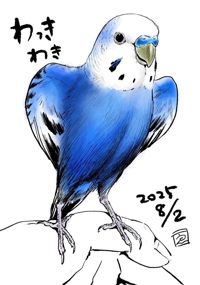 暑くてワキワキするセキセイ

It's hot, so this blue budgerigar is opening its wings to let off some heat.