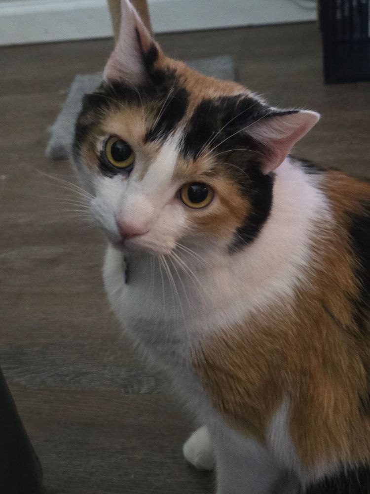 Midadol, a calico cat, looking at the camera with her head tilted to the side. she has a very pretty face i want to squish