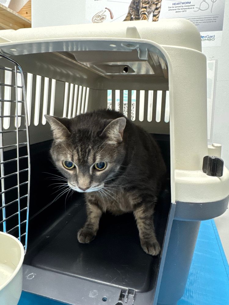 A grey tabby a little high on gabapentin standing up in a carrier at the vet. 