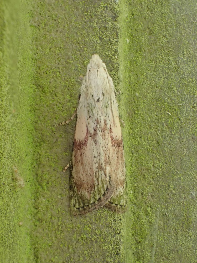 Male Bee Moth (Aphomia sociella).