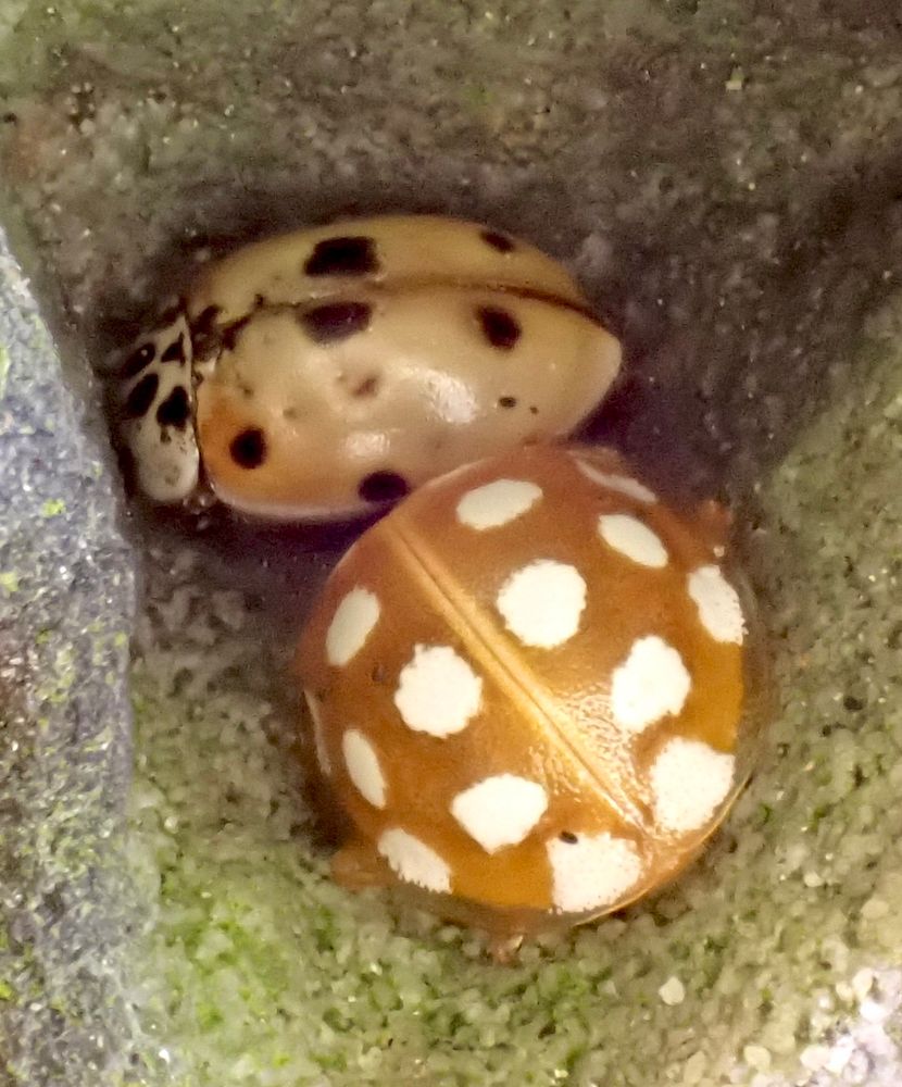 10-spot & Orange Ladybirds.