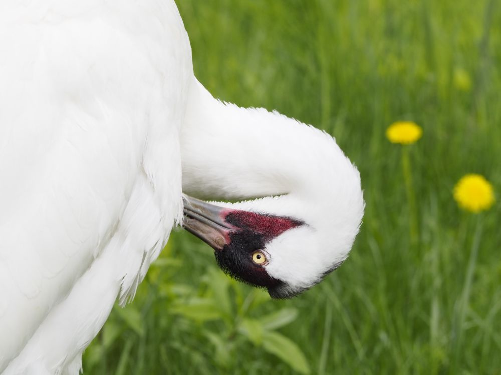 a whooping crane grooming itself