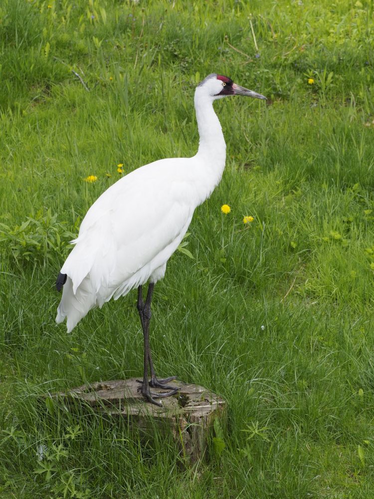 A whooping crane standing in a field