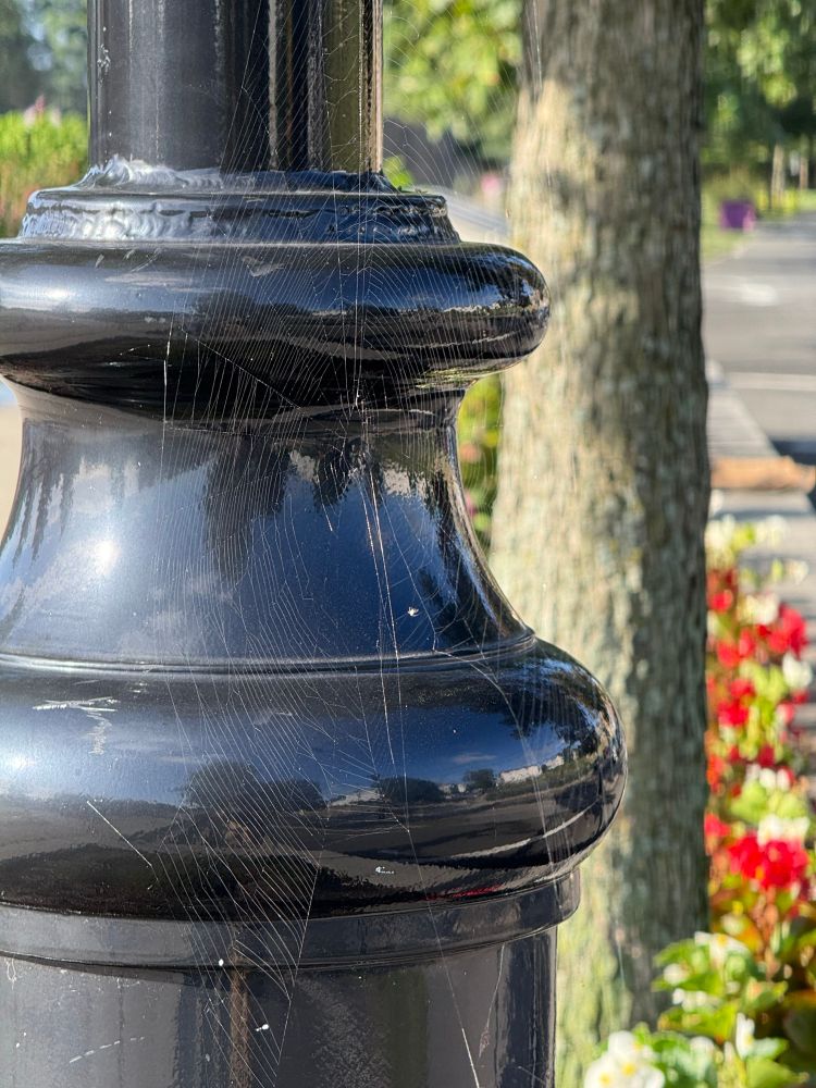 Large spider web extending from the side of a lamp post in a park.