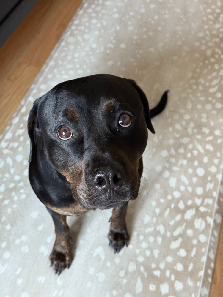 Black half-Rottweiler half-Pit Bull stares up at the camera with the saddest puppy dog face you’ve ever seen.