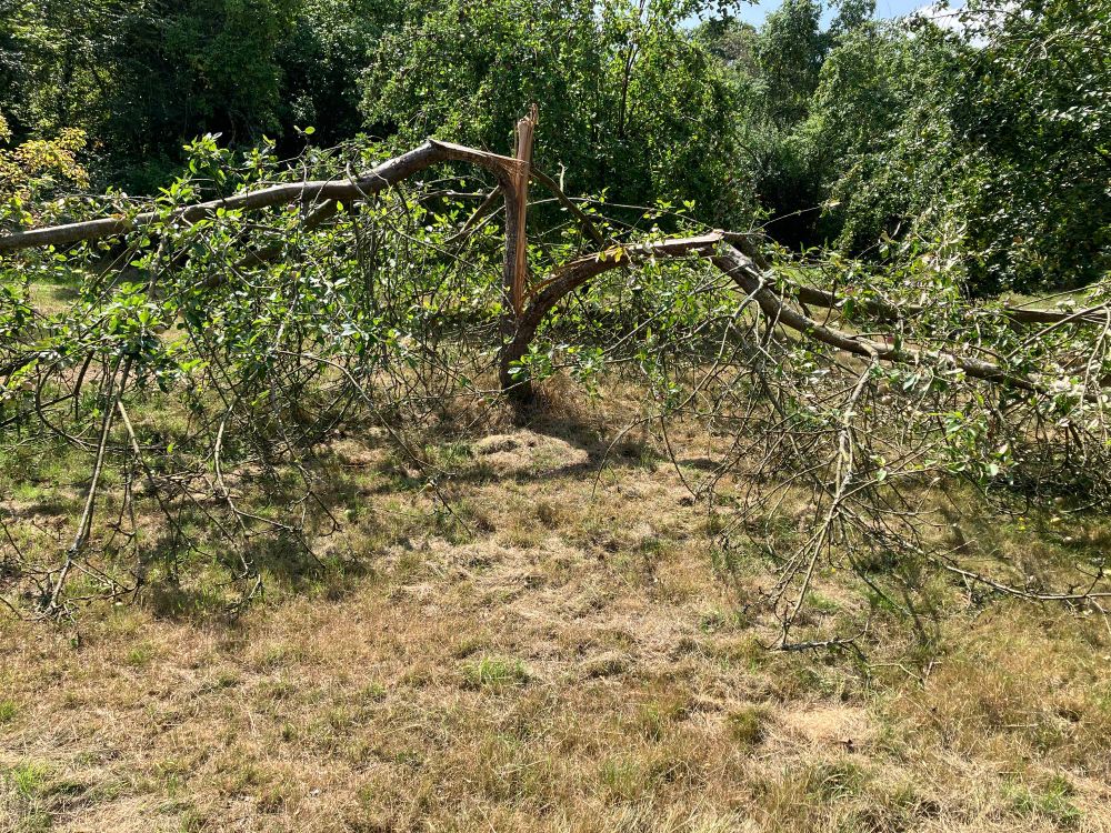 Apple tree with all limbs broken. Heavy crop