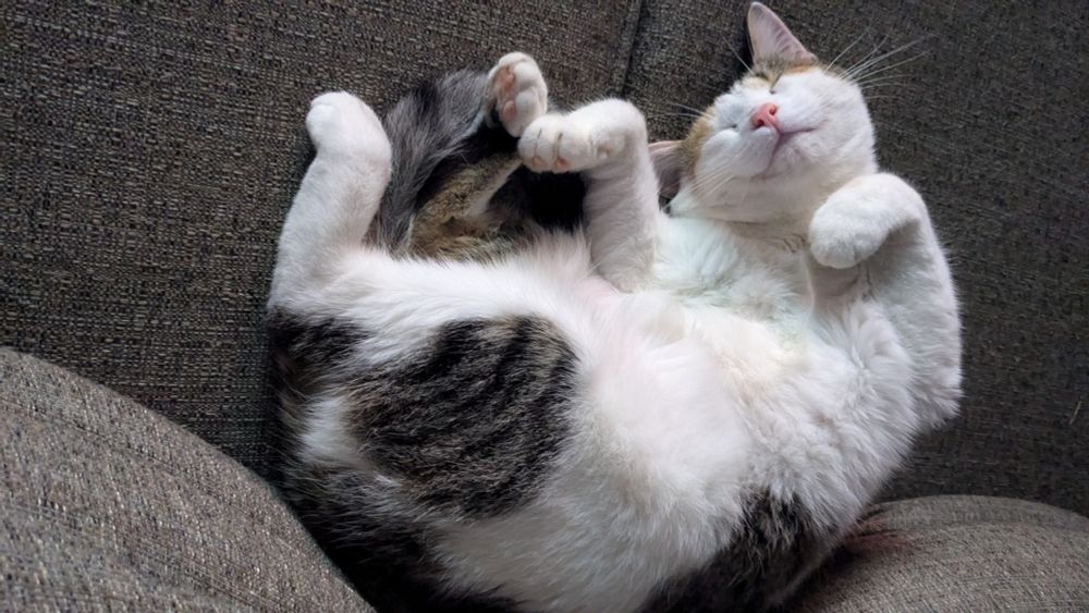 A large, predominately white calico sleeps on a knit fabric couch.
We are looking down from above. She looks to be smiling in her sleep.