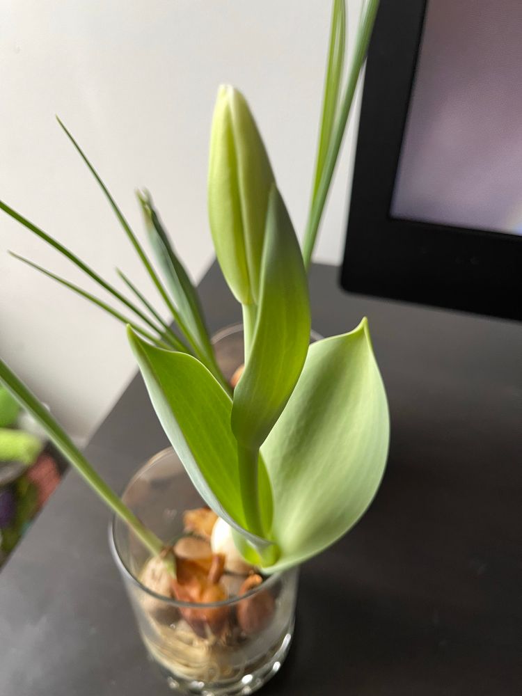 Tulip greens getting ready to bloom in a glass vase.