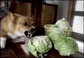 a dog is playing with a bunch of cabbage in a 4gifs .com image