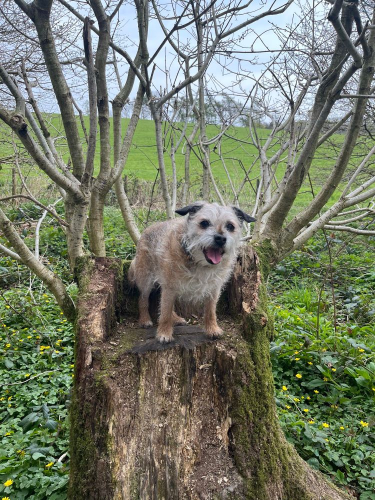 Border terrier standing on an old tree stump smiling at the camera