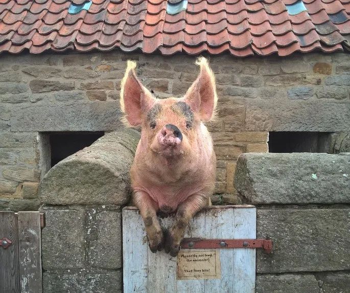 Apropos of nothing, here's a splendid old, orangey pig standing proudly on his wall. A wall that separates him from all those bad hombres in the farmyard.