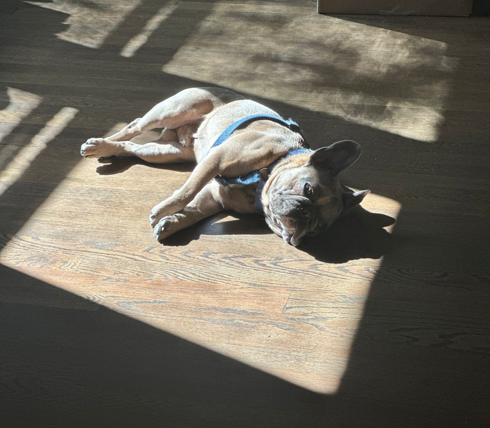 A brown and black French bulldog lounges in a patch of sunlight.