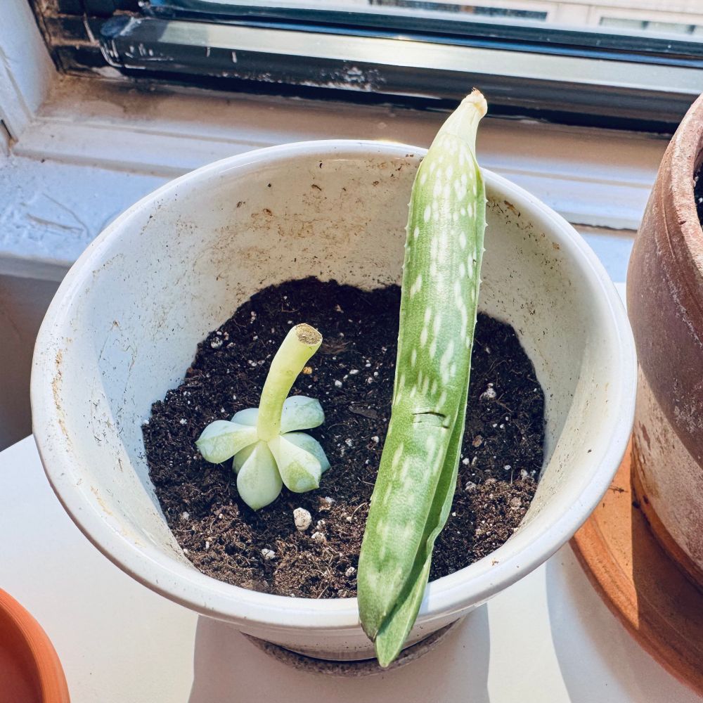 A white planter with two succulent cuttings in it