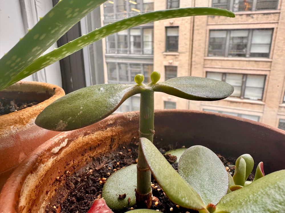 Photo of a jade plant with two small buds growing from the top