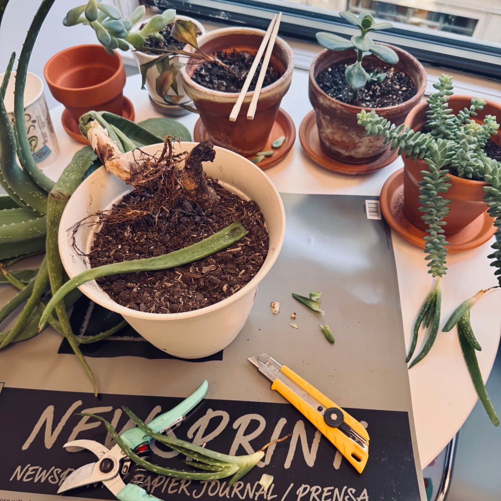 A small circular table with potted plants, soil, and leaves scattered on it