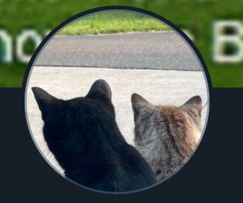 Profile picture of two cats looking out a window, with a bit of green from grass towards the top.