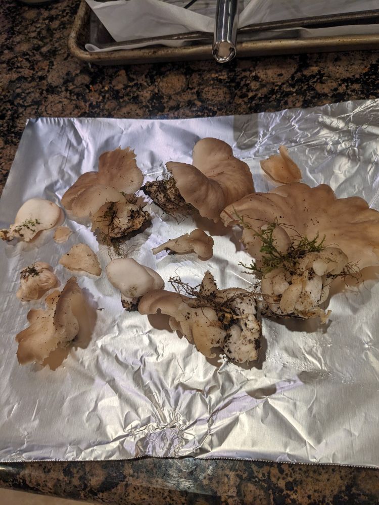 Oyster mushrooms I foraged