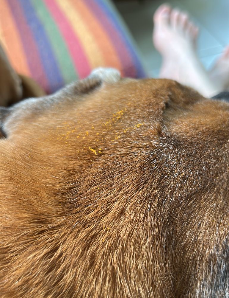 Zoom numa cabeça de cachorro marrom com um pó laranja nos pelos