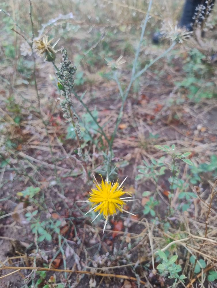 Yellow Star-thistle 