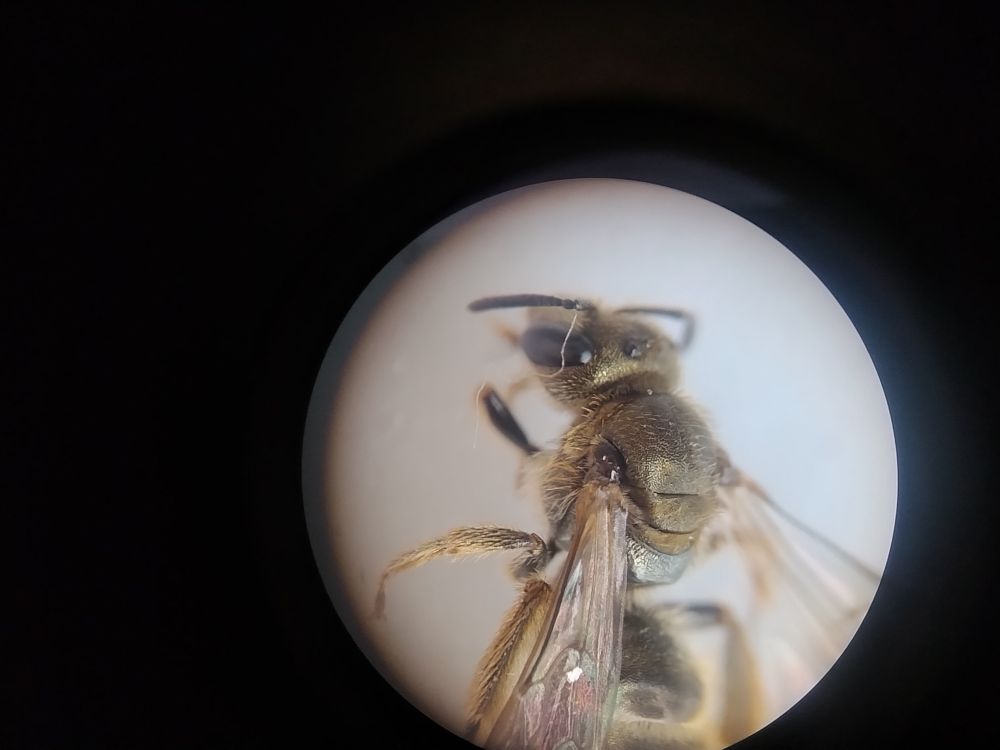 Bronze Furrow Bee