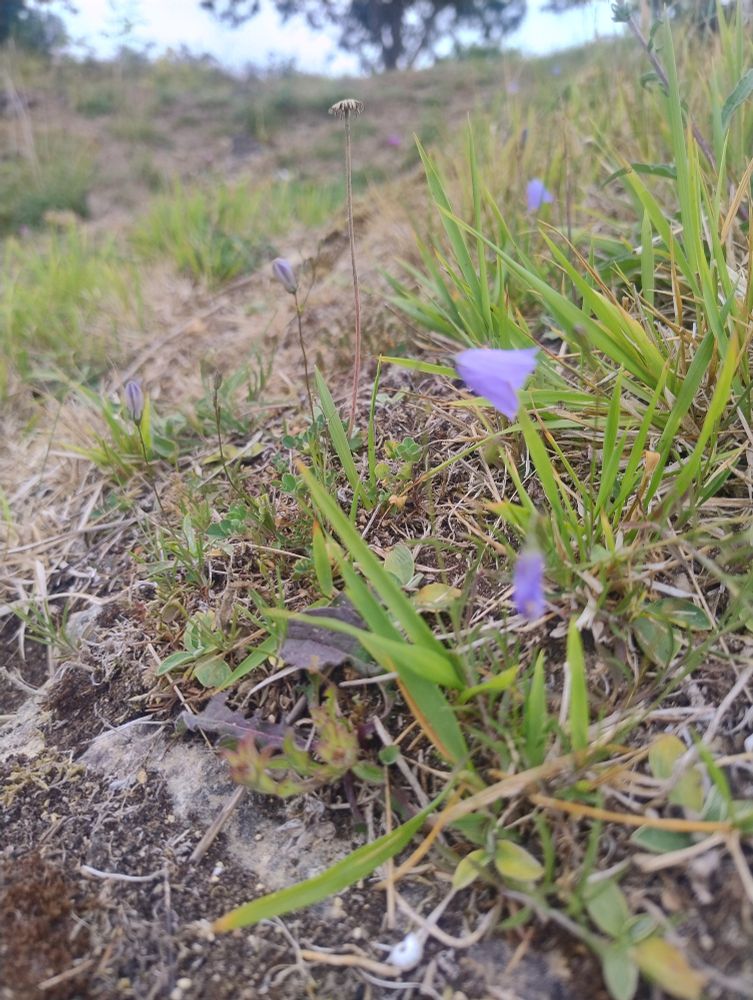 Purple bell shaped flowers of Harebells, with slither of limestone poking through the shallow soil. 